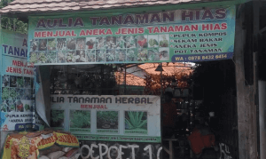 Aulia Tanaman Hias & Landscape